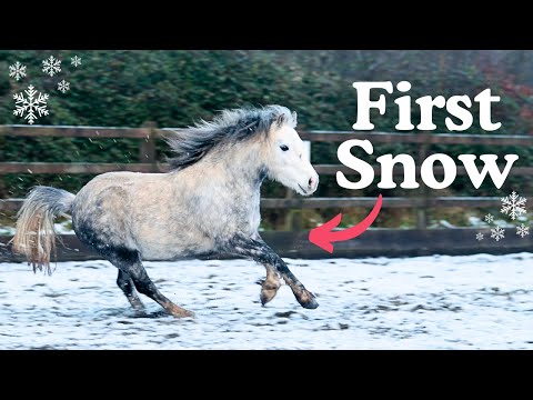 MINI PONY'S FIRST SNOW | This Esme