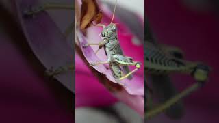 Download lagu Grasshopper Sound - Suara Belalang mp3