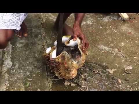 download lagu mp3 mp4 Kerang Kima, download lagu Kerang Kima gratis, unduh video klip Kerang Kima