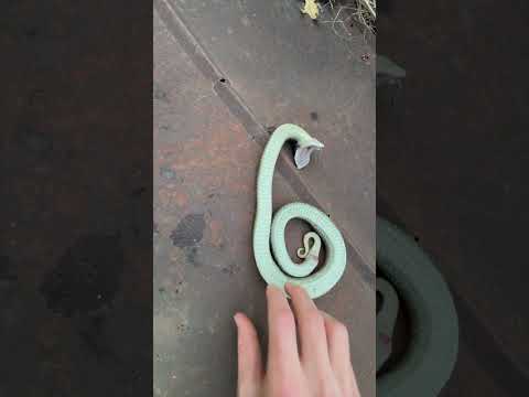 Hognose Snake Insists it is Dead!