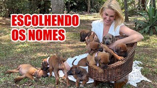 ESCOLHI O NOME DOS MEUS FILHOTES l ANA HICKMANN