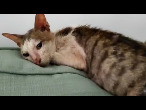 Rescue Cat Who Survived With Multiple Wounds on His Body. Episode 8