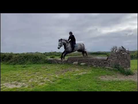 Connemara Pony - Image 2