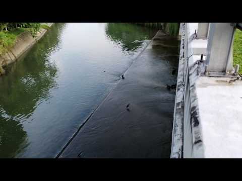 Otters and a monitor lizard ...............