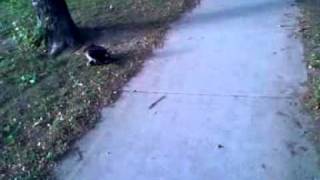 A Red Hawk killed a crow