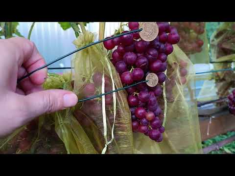 Weinrebe Heike Kernlos