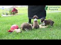 Boston Terrier dogs for sale: Pepper - Video 1