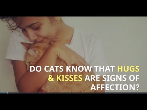 DO CATS KNOW THAT HUGS KISSES ARE SIGNS