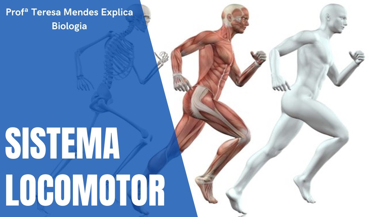 O Sistema Locomotor