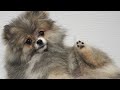This dog is a toe bean model | Pomeranian Puppy