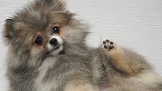 This dog is a toe bean model | Pomeranian Puppy