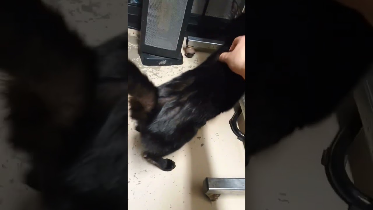 Enlarge ABIGAIL, a ADOPTABLE Domestic Short Hair in Joshua Tree, CA video 2/2