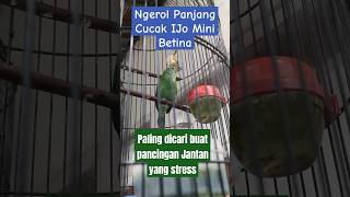 Download lagu Suara Cucak Ijo Mini Betina ngerol tembakan cocok buat pancingan terpai jomin cimin jantan #gacor mp3 Download lagu Suara Cucak Ijo Mini Betina ngerol tembakan cocok buat pancingan terpai jomin cimin jantan #gacor mp3