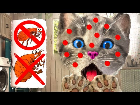 MEOW LITTLE KITTEN ADVENTURE - A GREAT SPECIAL LONG JOURNEY OF ANIMAL FRIENDS AND KITTENS