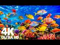 The Best 4K Aquarium Experience - Discover a Peaceful and Mesmerizing Underwater Ocean World DEFAULT Thumbnail