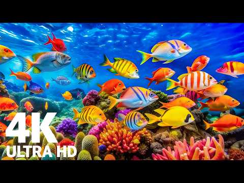 The Best 4K Aquarium Experience - Discover a Peaceful and Mesmerizing Underwater Ocean World