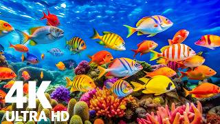 The Best 4K Aquarium Experience - Discover a Peaceful and Mesmerizing Underwater Ocean World MQDEFAULT Thumbnail