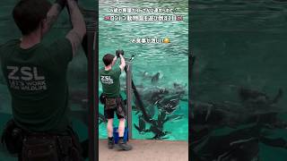 ロンドン動物園2026🇬🇧バードショー、ペンギンショー、丸一日満喫