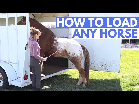 HOW TO LOAD A HORSE INTO A TRAILER (the right way!)