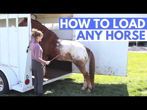 YouTube video about: How to get a horse to load in trailer?