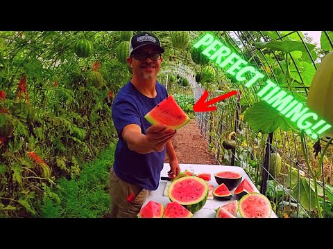 WATERMELON HARVEST!! - When Are They Ready?