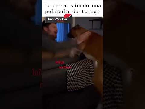 Película de terror protagonizada por un perro 🐶😰💀 GOOD BOY