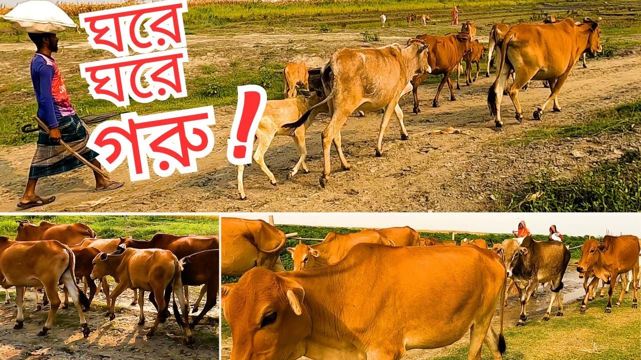 যে গ্রামে ঘরে ঘরে পালন করা হয় গরু