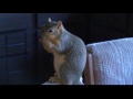 Idaho Squirrel attacks burglar