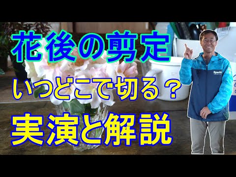 初期の花芽は剪定したほうがよいでしょうか？はい、いいえ!  庭園