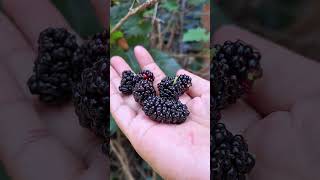 Download lagu Stopped by for a while to pick abandoned fruit, but forgot to buy what the old lady asked for #sh... mp3