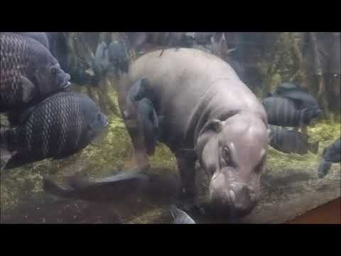 Stereotypic behaviour in a pygmy hippo