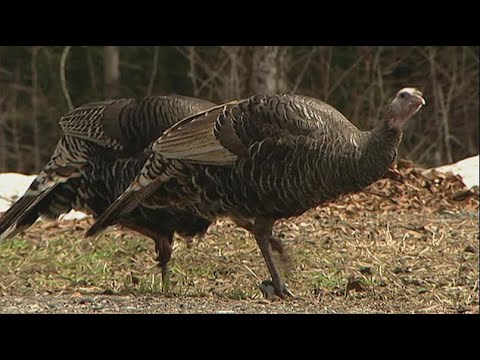 Green Week | The Disturbing Turkey