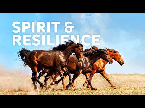 How 600,000 of Australia’s Wild Horses Must Endure 50-Degree Deserts 🐴