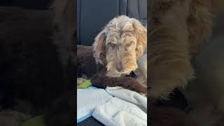 Video preview image #1 Labrador Retriever Puppy For Sale in Boca Raton, FL, USA