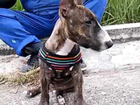 605 M  Bull Terrier BDLW male hotblitz