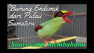 Download lagu EKEK KELING BURUNG ENDEMIK DARI PULAU SUMATERA SUARA CETAR MEMBAHANA mp3 Download lagu EKEK KELING BURUNG ENDEMIK DARI PULAU SUMATERA SUARA CETAR MEMBAHANA mp3