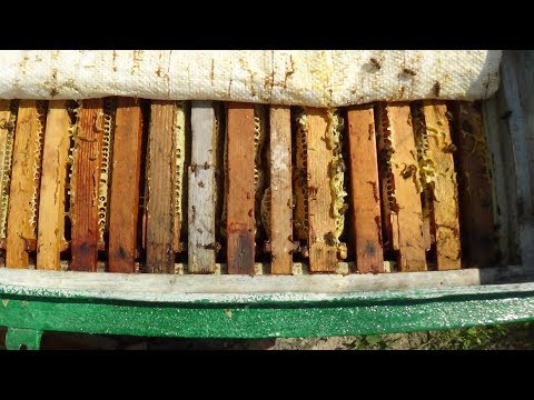 Расширение сушкой и вощиной на главном взятке