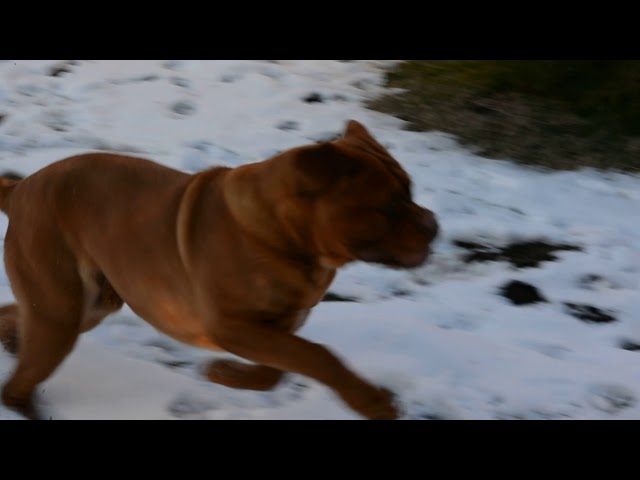 Dogue de Bordeaux puppy for sale