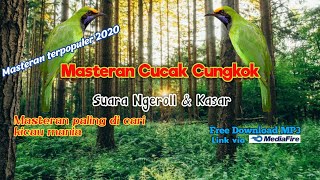 Download lagu cucak cungkok super gacor Full nembak dan Ngerol kasar masteran paling dicari kicau mania mp3 Download lagu cucak cungkok super gacor Full nembak dan Ngerol kasar masteran paling dicari kicau mania mp3