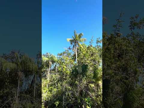 Reserva chico Mendes xapuri acre