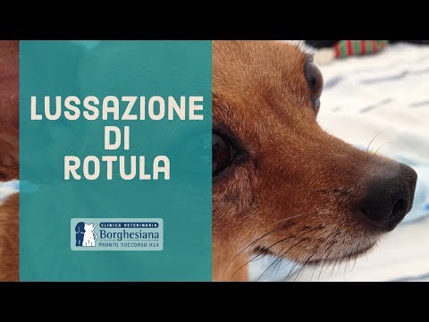 Giunti di tipo 2a neonato Cibo stile di vita con lartrosi del ginocchio