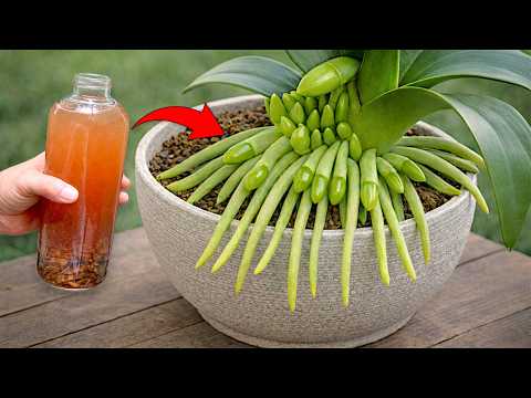 🌸Pour one bottle under your orchid! Suddenly, it will grow 100 branches and bloom year-round.