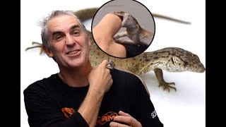 Gillen's Monitor Cuddles - CrittaCam