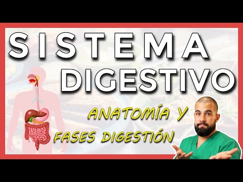 Anatomy of the DIGESTIVE SYSTEM. General review