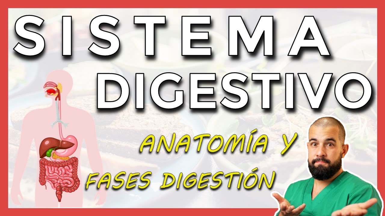 Anatomía del SISTEMA DIGESTIVO. Repaso general