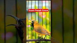 Download lagu Sogon Gacor untuk pancingan Sogon trotol biar gacor tanpa ngeriwik #sogongacor #sogonnembak mp3