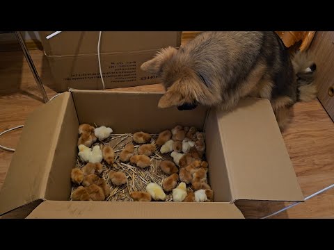 ARES GOT A BOX OF CHICKENS - He couldn't believe what he was seeing