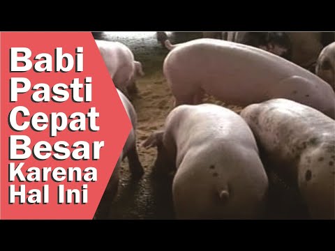, title : 'Cara Agar Babi Mau Makan - Cara Agar Babi Cepat Gemuk - Anak Babi - Cara Merawat Anak Babi #babi'