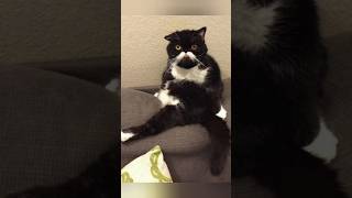 Funny animals 2023😆 - Funniest Cats and Dogs Video🐕🐈345 #shorts