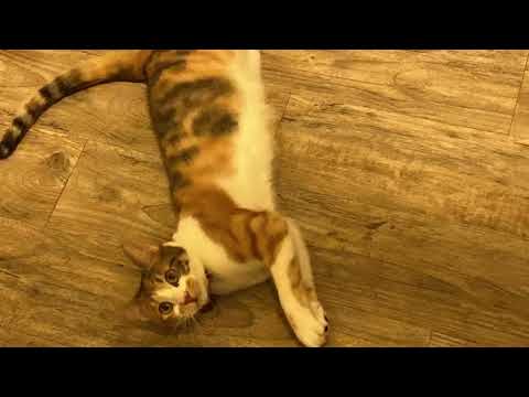 JUANITA DE CAT!!!!!!!!!!!!!!!